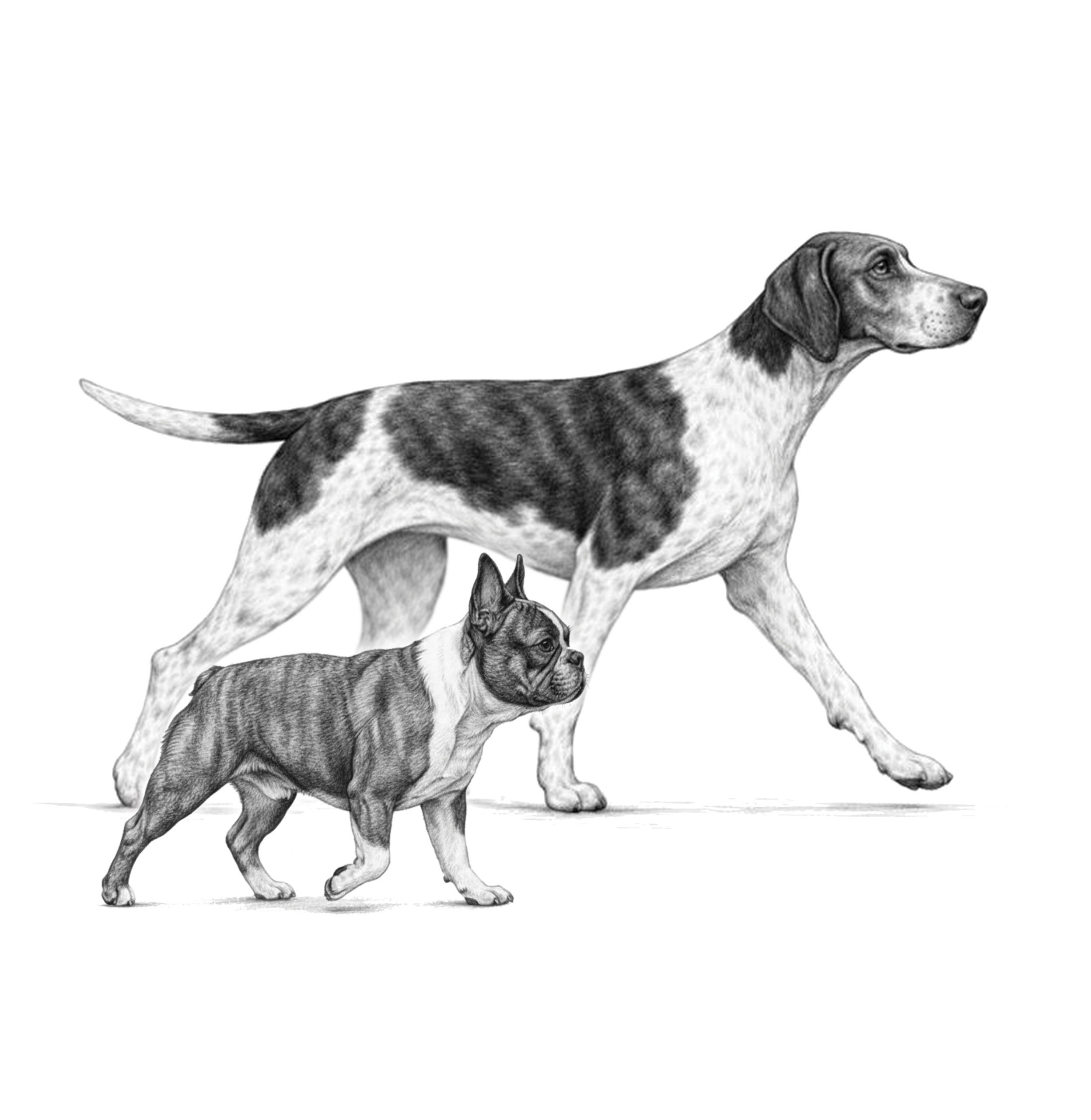 Perritos cachorros