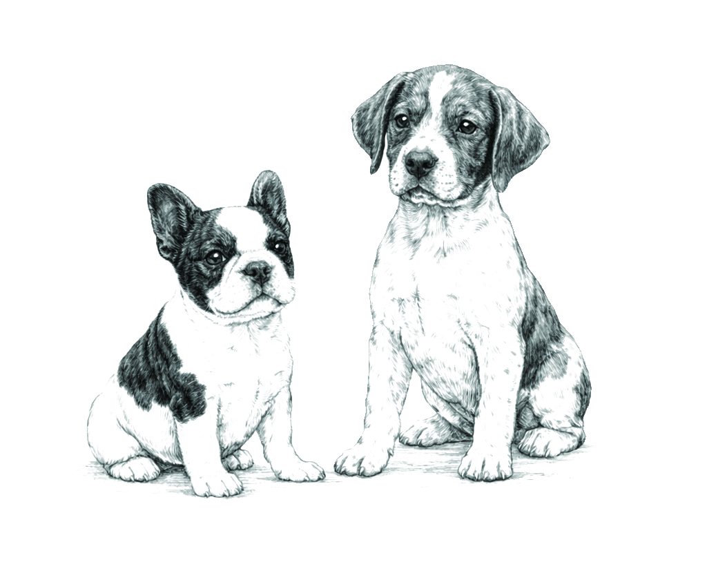 Perritos cachorros