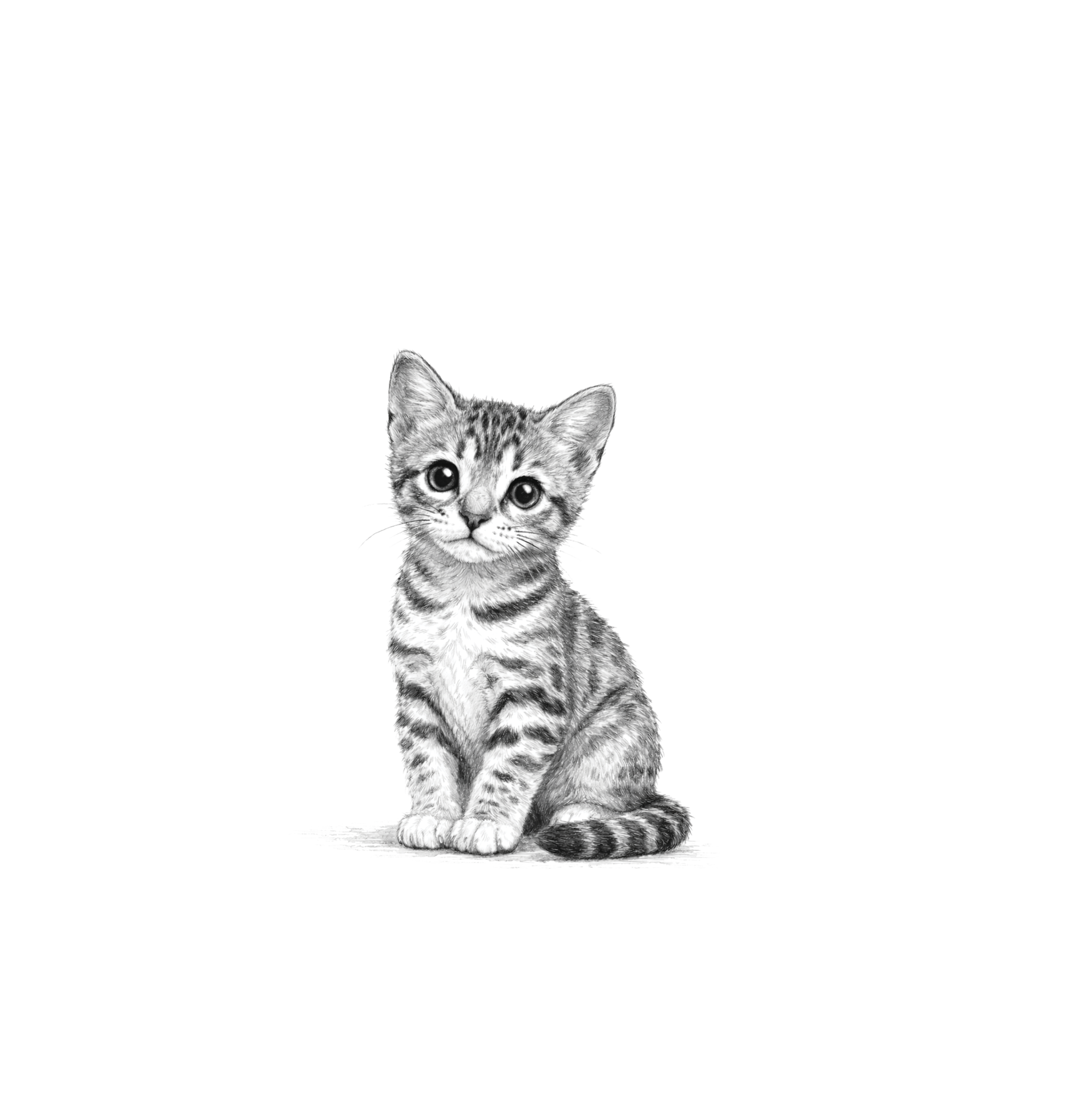 Gatito cachorro