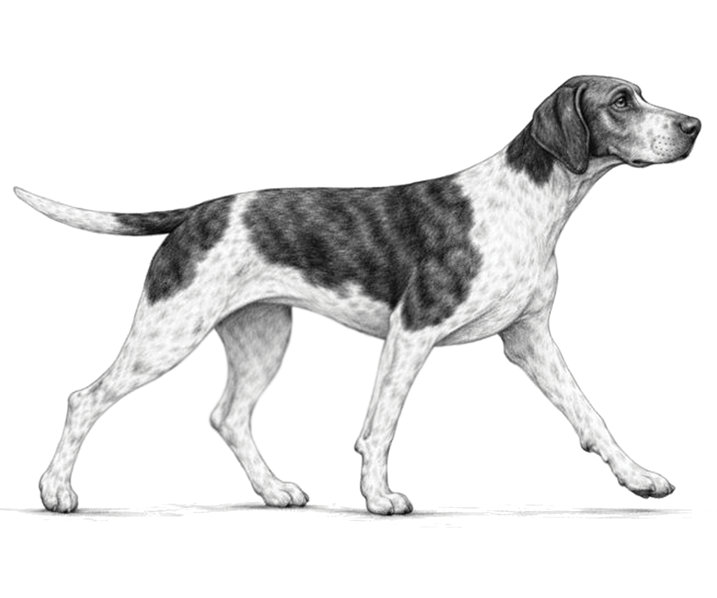 Perro