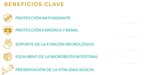 Beneficios clave