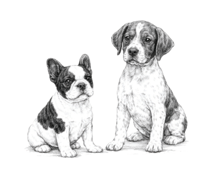 Perritos cachorros
