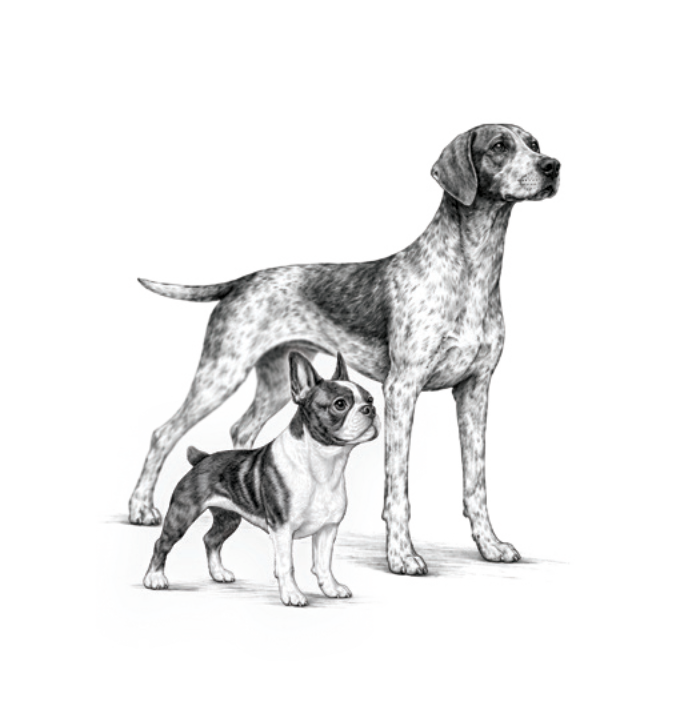 Perritos cachorros
